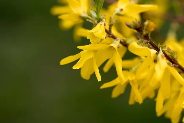 Primer plano macro hermosa flor amarilla clara —  Fotos de Stock