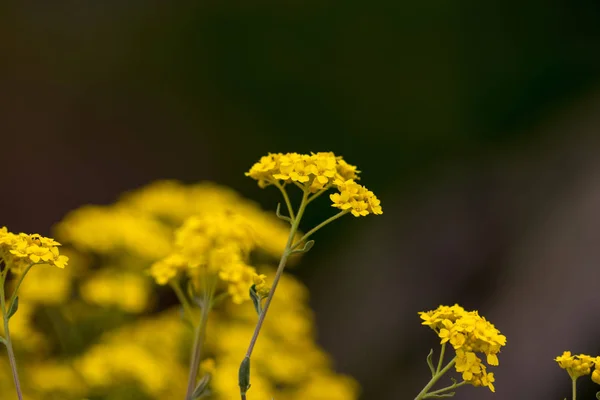 Detailní záběr makro krásné světle žlutý květ — Stock fotografie