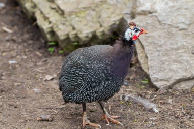 keklik veya bir çiftçi Türkiye. yakın çekim