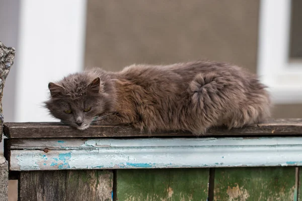 Domácí kočka hledí do kamery, zblízka — Stock fotografie