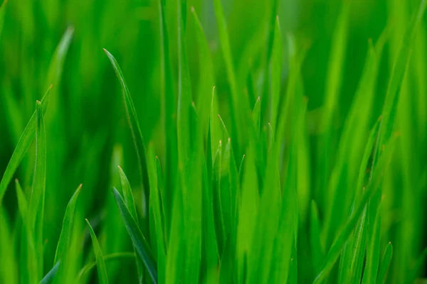 Folhas de primavera - folhas de primavera jovens frescas. Fechar — Fotografia de Stock