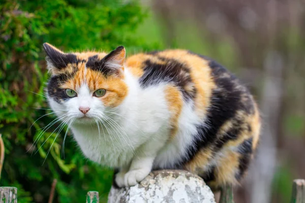 Gato doméstico mirando a la cámara, de cerca —  Fotos de Stock