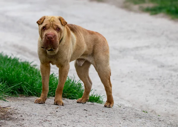 Бродячая собака, стоящая посреди шоссе — стоковое фото