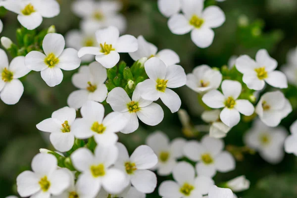 Primavera flores blancas sobre fondo verde. Primer plano, texturas —  Fotos de Stock