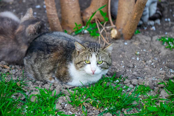 Gatto domestico che fissa la telecamera, da vicino — Foto Stock