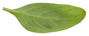 Fesleğen yaprakları kırpma yolu ile beyaz arkaplanda izole