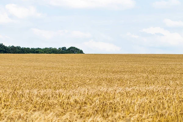 Pšeničné pole. Uši pšenice golden zblízka. Pozadí ripeni — Stock fotografie