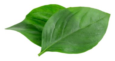 Fesleğen yaprakları kırpma yolu ile beyaz arkaplanda izole