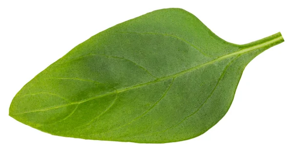 Feuilles de basilic isolées sur fond blanc avec chemin de coupe — Photo