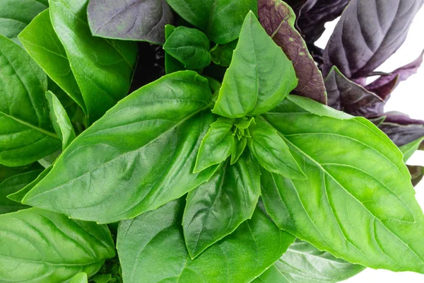 Fresh garden herbs. Green basil, background texture