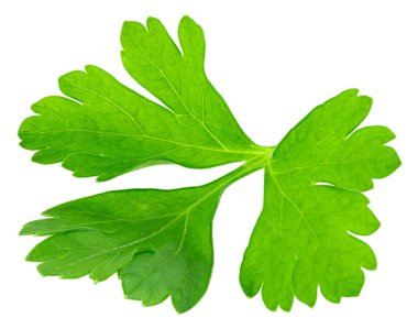 Beyaz arka planda izole taze maydanoz yaprakları. Makro