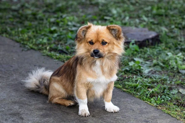 Shaggy perro con triste ojos smtrit en la cámara —  Fotos de Stock