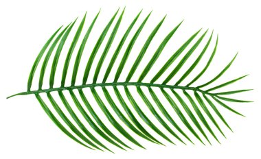 Beyaz arkaplanda izole edilmiş yeşil palmiye yaprakları