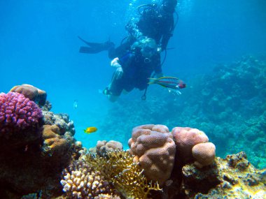 Kadın dalgıç ve güzel renkli mercan resifi suyun altında.