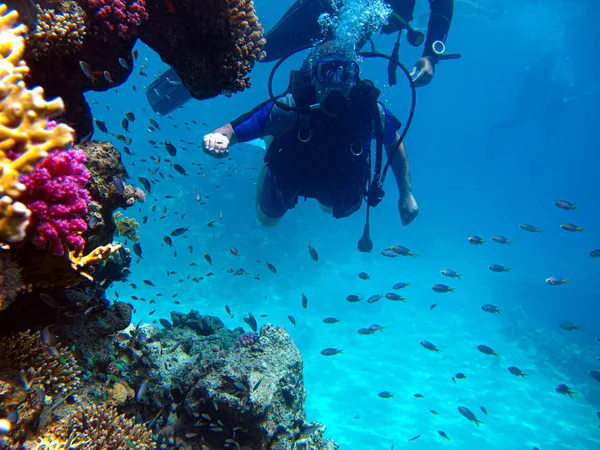 İnsan dalgıcı ve güzel renkli mercan resifi suyun altında.