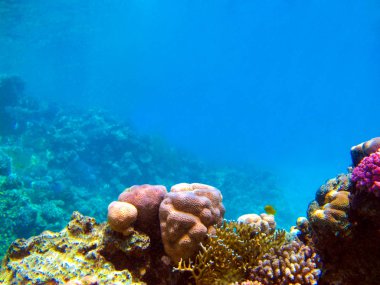 Mercan resiflerinin ve tropik balıkların sualtı görüntüsü
