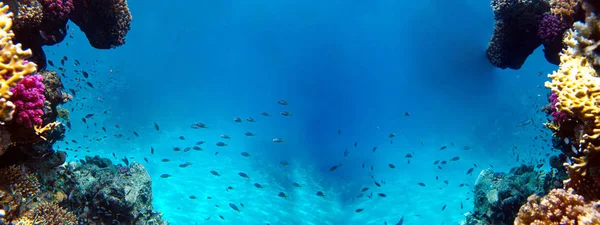 Podwodny widok na rafę koralową i ryby tropikalne — Zdjęcie stockowe