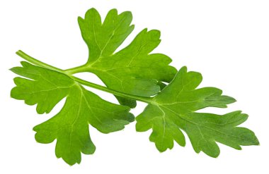 Beyaz arka planda izole taze maydanoz yaprakları. Makro