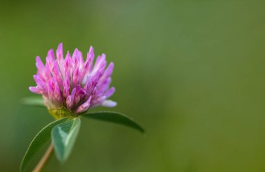 Makro fotoğraf doğa tarlası kırmızı yonca çiçeği açıyor.