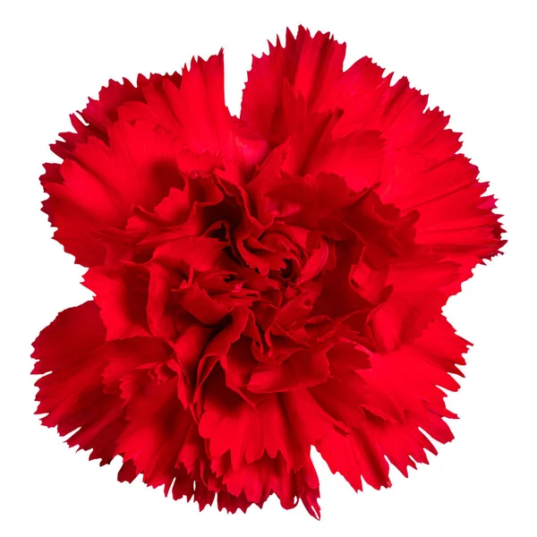 Cravos Vermelhos Flor Isolada Fundo Branco — Fotografia de Stock