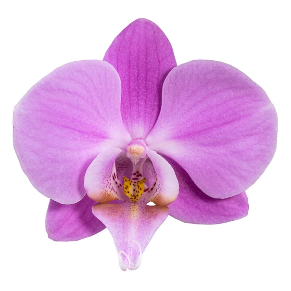 Pink Flower Phalaenopsis Orchid Isolated White Background Stock Photo
