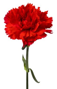 Beyaz arka plan üzerinde izole kırmızı karanfil çiçek.