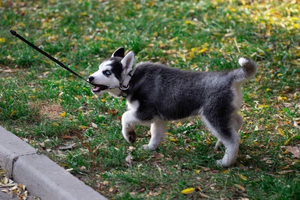 Husky puppy on a leash. Walking pets in the park.