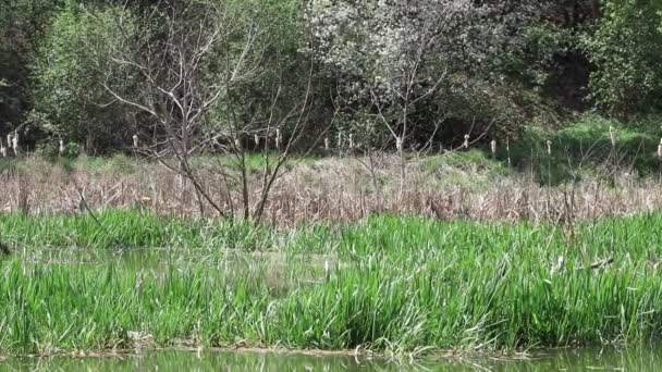 Patos Selvagens Voando Sobre Lago — Vídeo de Stock