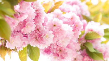 Pembe Çiçekler Sakura dekoratif ağaç yayı. Bahar zamanı çiçek açan bir grup sakura dalı..