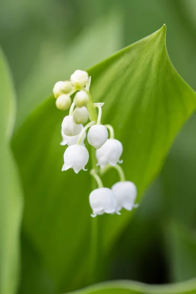 Květinové Jaro Lily Údolí Zahradě — Stock fotografie