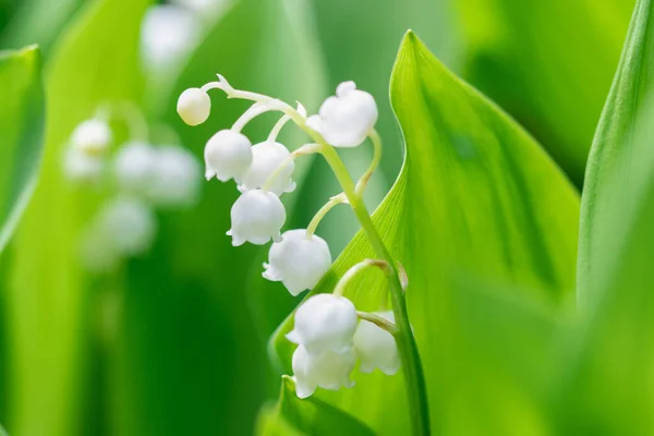 Fleur Printemps Lys Vallée Dans Jardin — Photo