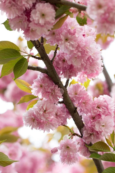 Rózsaszín Virágok Sakura Dekoratív Tavasz Egy Csomó Virágzó Sakura Tavasszal — Stock Fotó