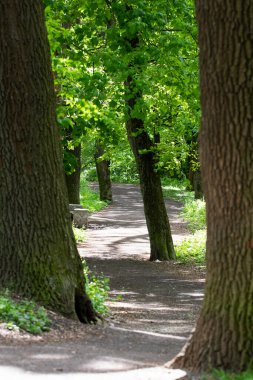 Yazın güneşli yeşil ormanda dolambaçlı bir yol..