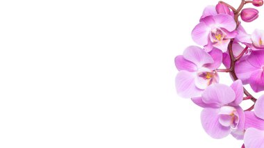 Pembe çiçekli falanopsis orkidesi beyaz arkaplanda izole edilmiş..