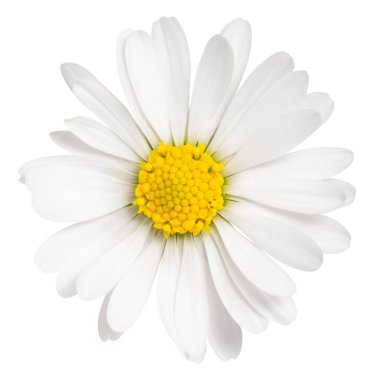Daisy flower isolated on white background. Chamomile isolated. clipart