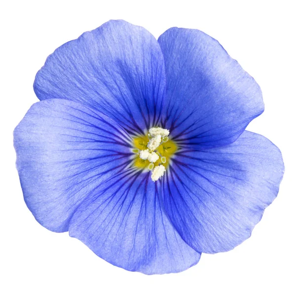 Linho Flor Azul Isolado Fundo Branco — Fotografia de Stock