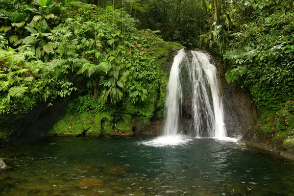 Güzel şelale Guadeloupe, Karayip Adaları, Fransa