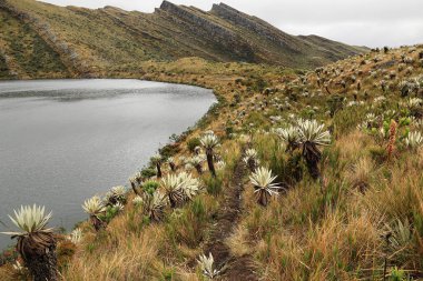 Doğal görünümünü Siecha Lagoon, Chingaza Milli Parkı, Colombia