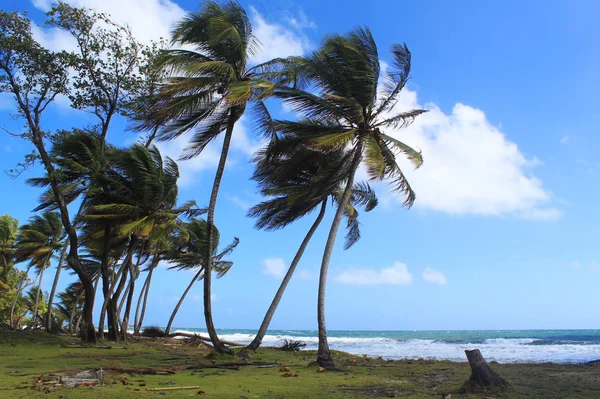 Uzaktan beach ve palmiye ağaçları, Dominika, Karayip Adaları — Stok fotoğraf