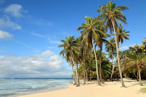 Guadeloupe (Fransa), Karayip Adaları güzel beyaz kum plaj — Stok fotoğraf