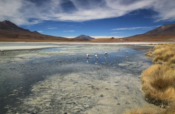 Doğal lagün Bolivya, Güney Amerika. Laguna Hedionda, Bolivya 