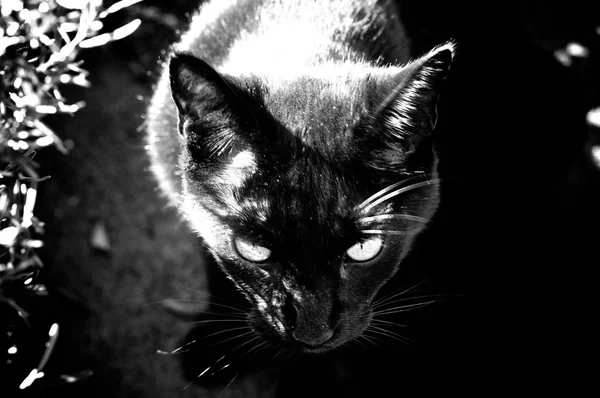 Gato preto de alto contraste — Fotografia de Stock