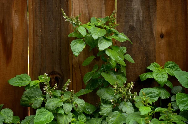 Lush Flowering Patchouli Plant After Rain — Stock Photo, Image