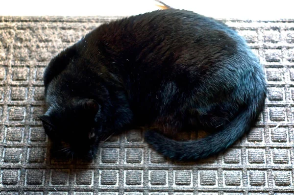 Спящая кошка Гавана Браун — стоковое фото