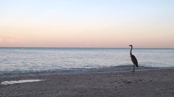 Great Blue Heron on Shore — Stock Video