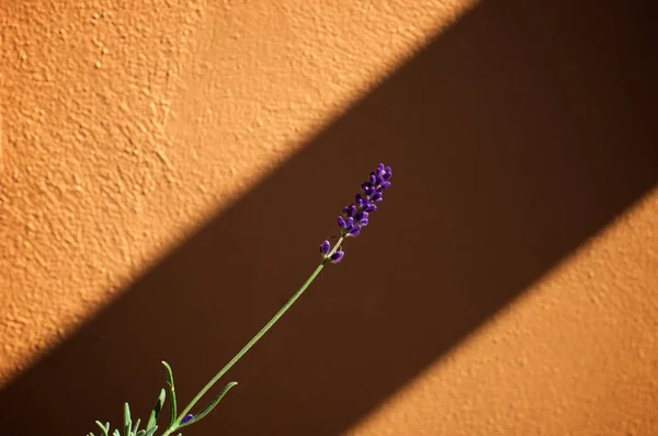 Haste de lavanda em flor — Fotografia de Stock