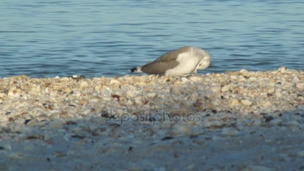 Seagull preening on beach — Stock Video