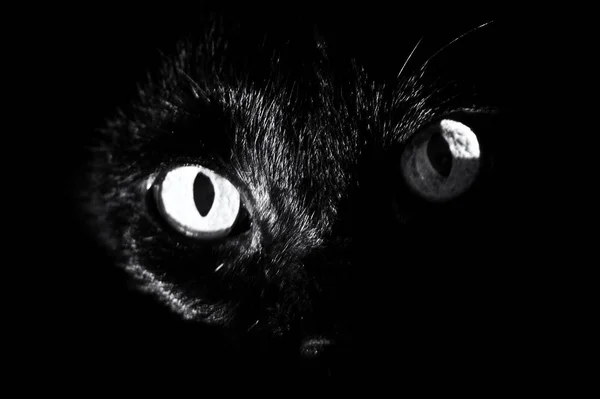 Глаза черных кошек — стоковое фото