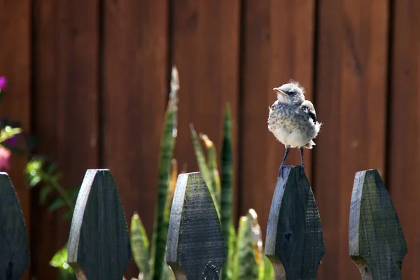 Northern Mockingbird chick on fence — Stock Photo, Image