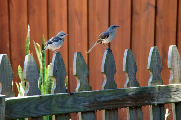 Northern Mockingbird și pui — Fotografie, imagine de stoc